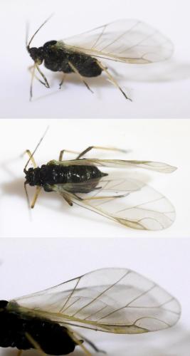 Réf. 327 040 : Cavariella theobaldi